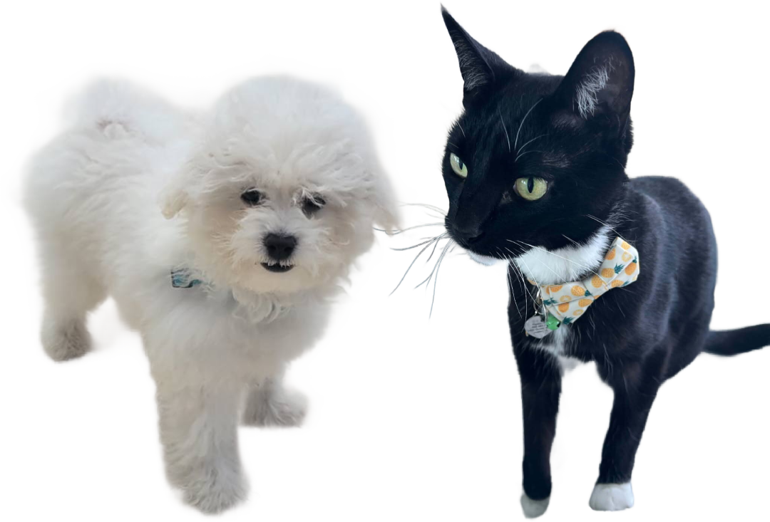cat dog